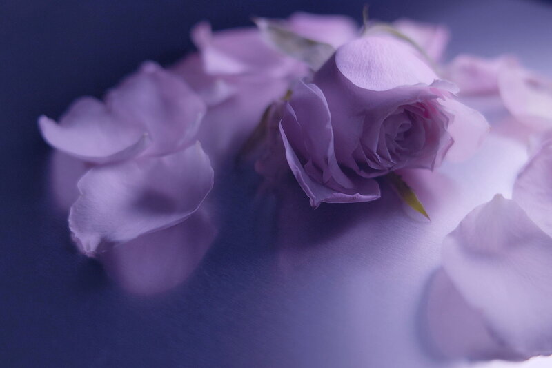 Purple Rose Petals