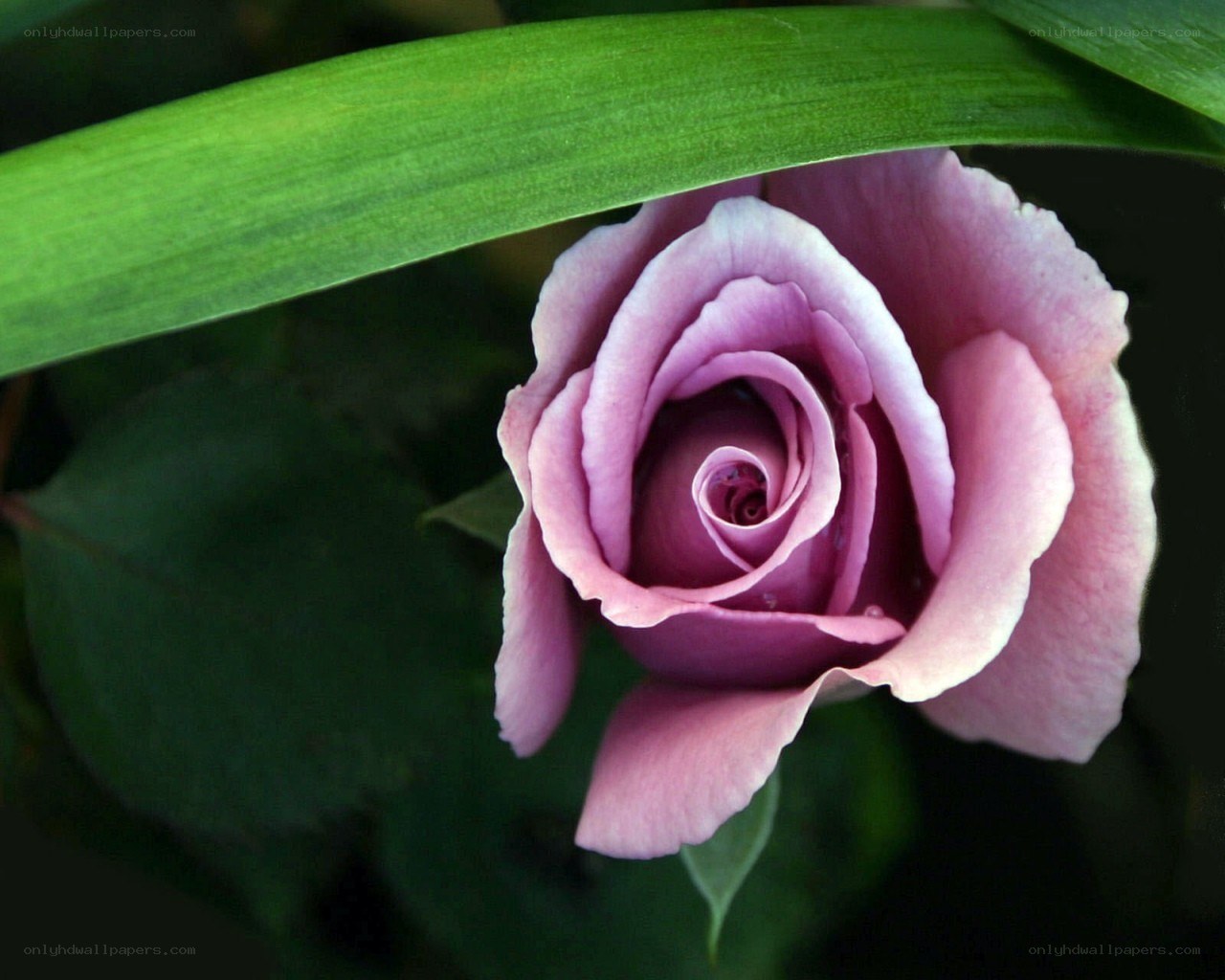 purple rose under green leaf