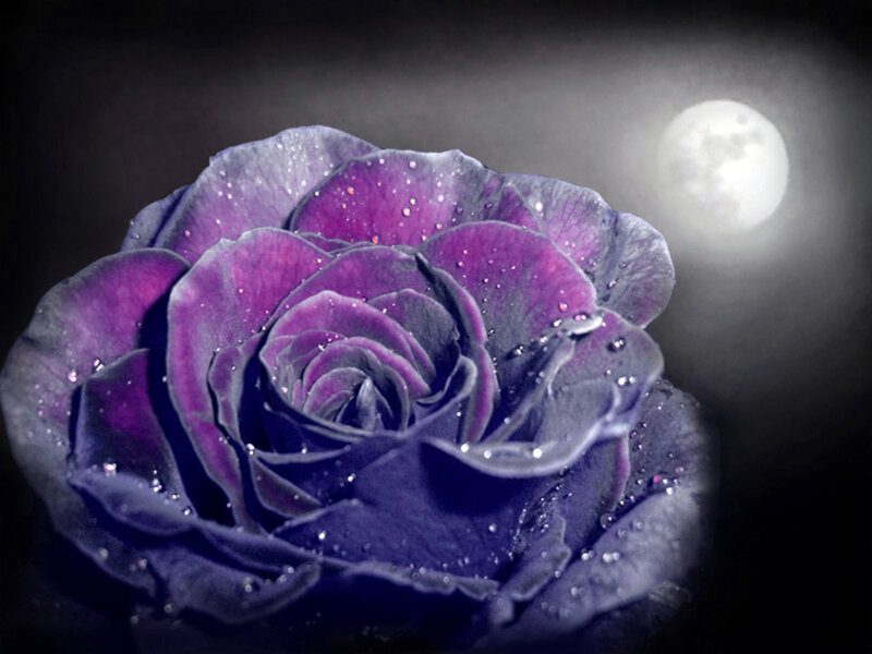 purple rose under moonlight