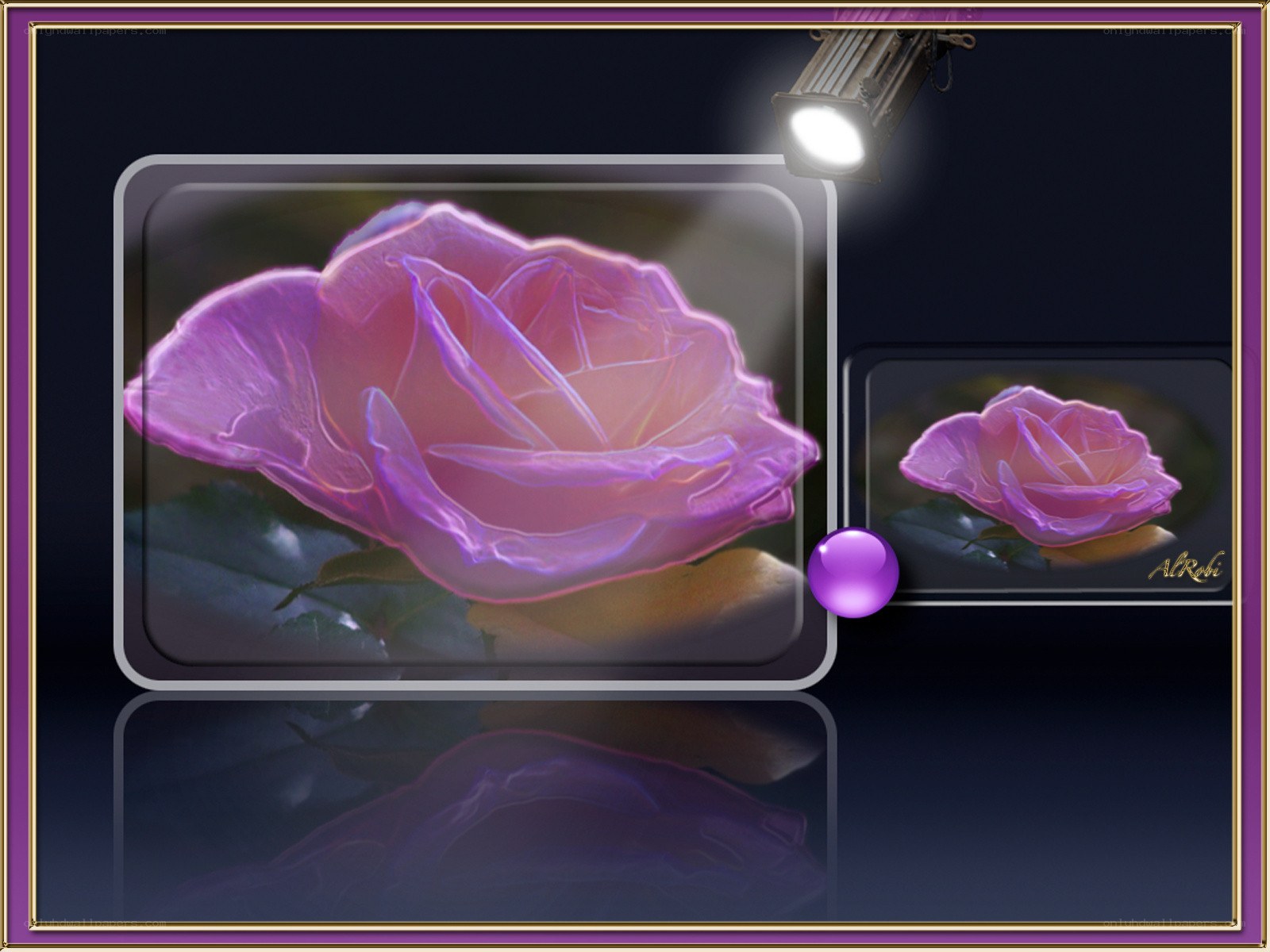 Purple rose under spotlight