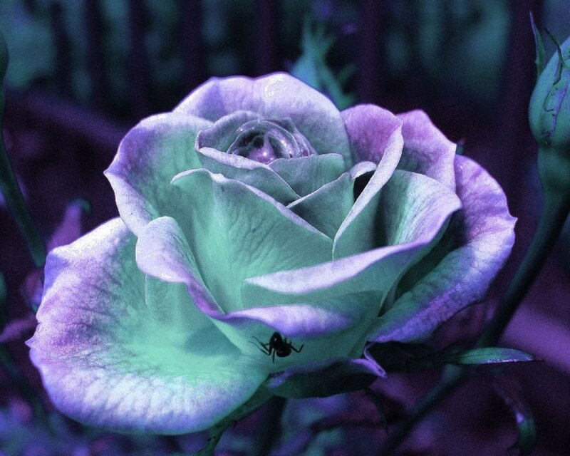 Purple Rose with Ant