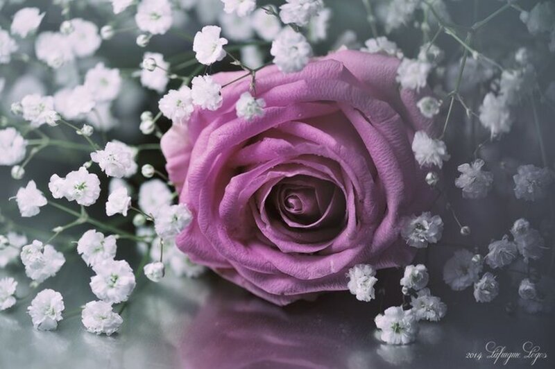 Purple Rose with Baby's Breath — Serene, Photograph