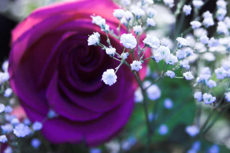 Purple Rose with Baby's Breath