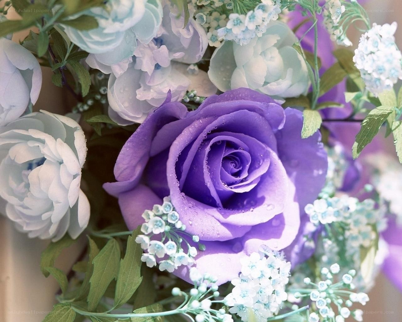 Purple rose with blue flowers