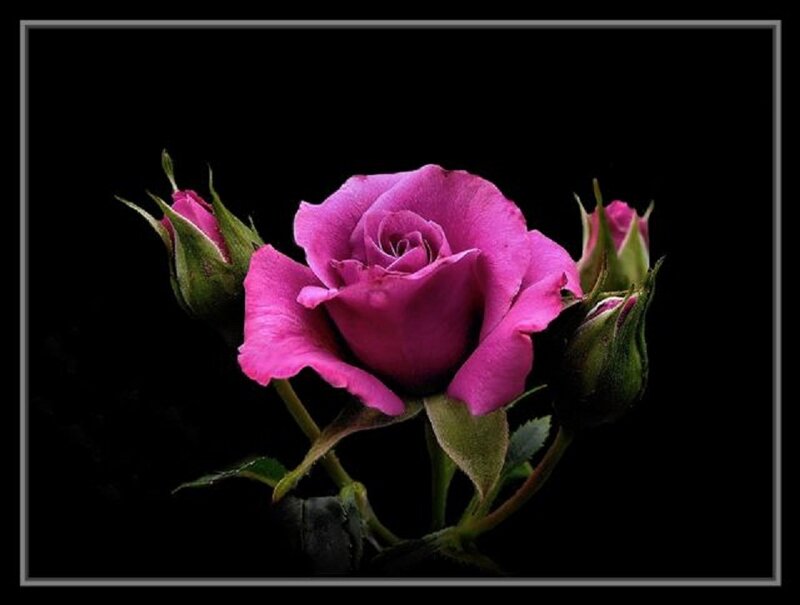 Purple Rose with Buds — Dramatic