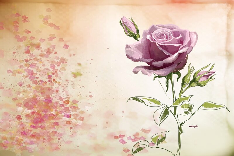 Purple Rose with Buds — Pink