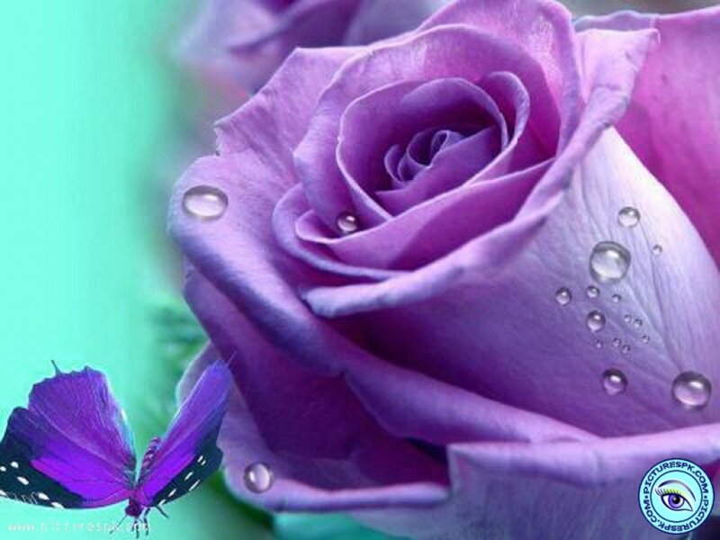 Purple Rose with Butterfly