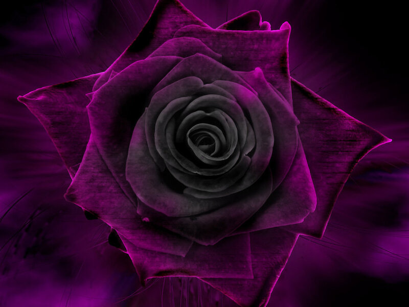 purple rose with dark center