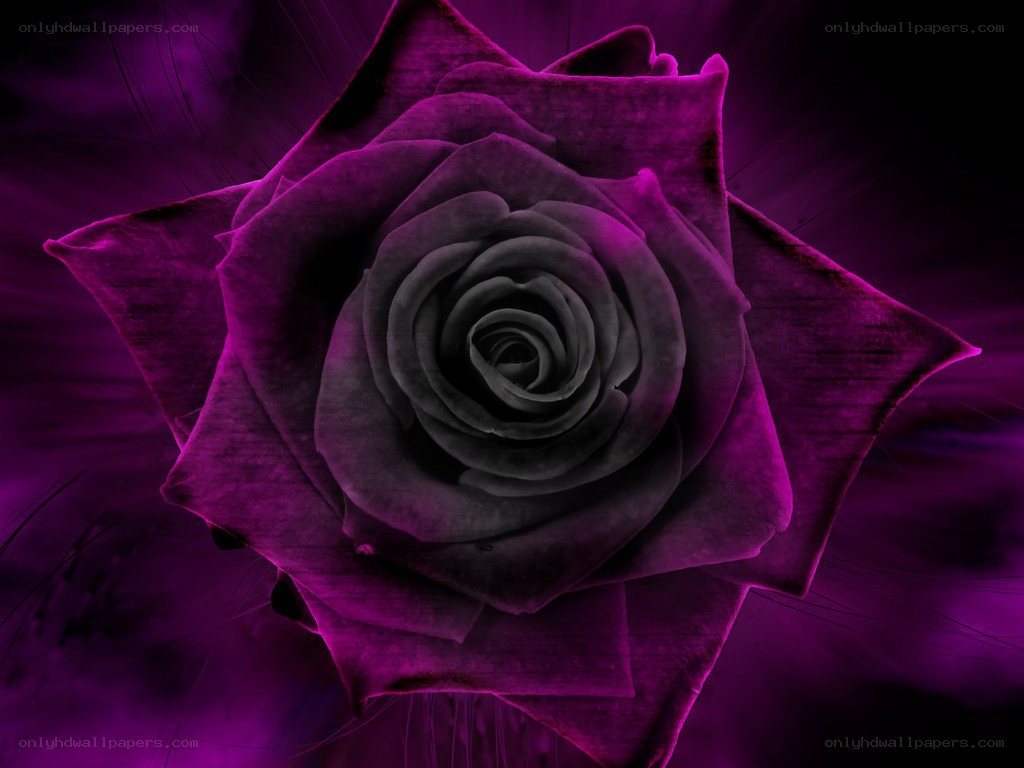 purple rose with dark center