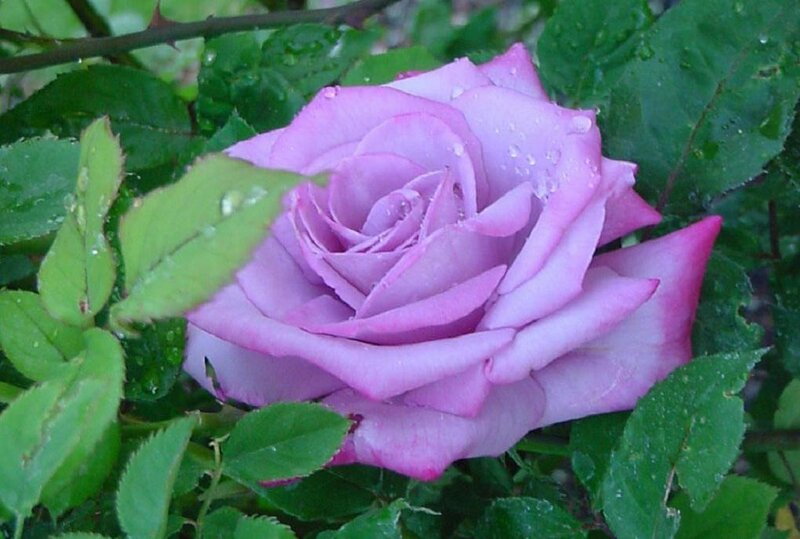 Purple Rose with Dew — Calm, Morning