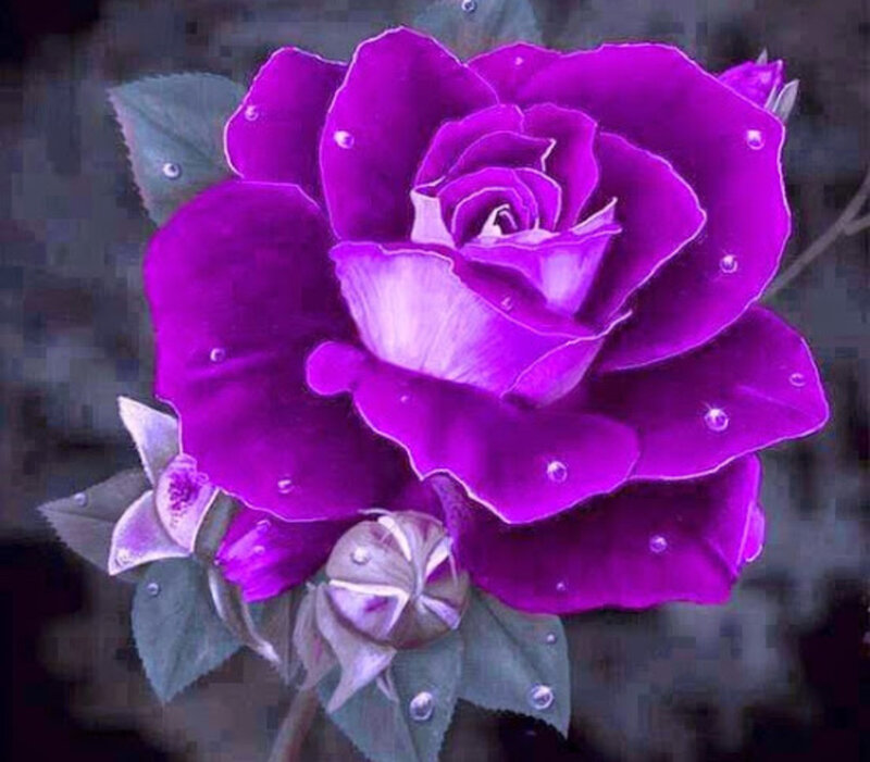 Purple Rose with Dew — Calm, Photograph