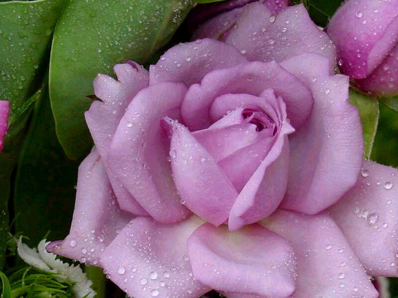 Purple Rose with Dew — Calm