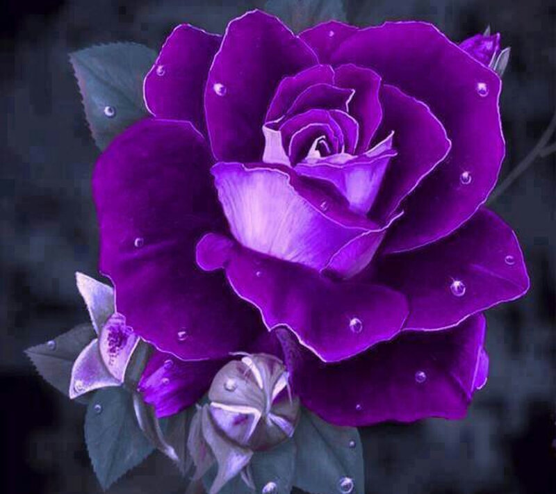 Purple Rose with Dew — Dramatic, Digital Art