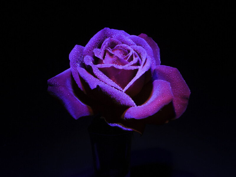 Purple Rose with Dew — Dramatic, Night, Photograph, Dew Drops