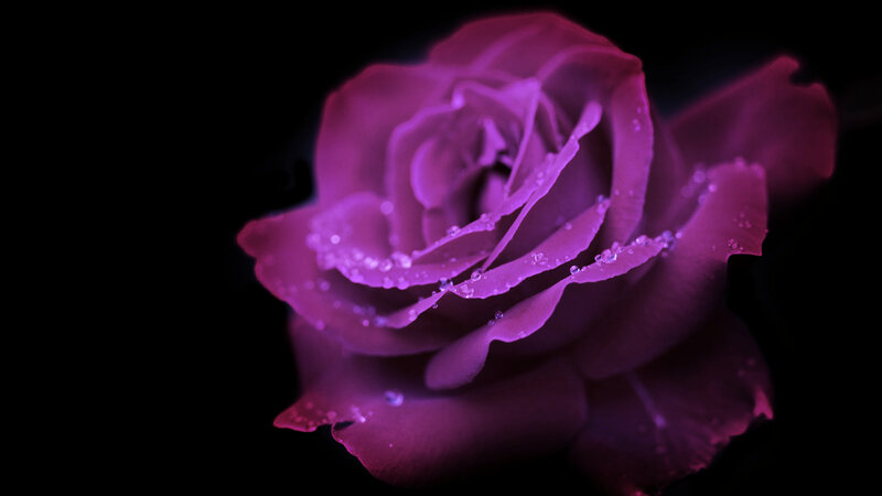 Purple Rose with Dew — Dramatic, Night, Photograph
