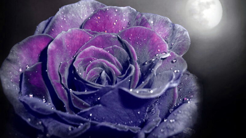 Purple Rose with Dew — Dramatic, Night