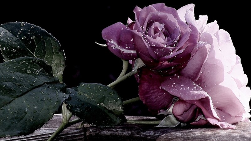 Purple Rose with Dew — Dramatic, Photograph, Leaves, Dewdrops