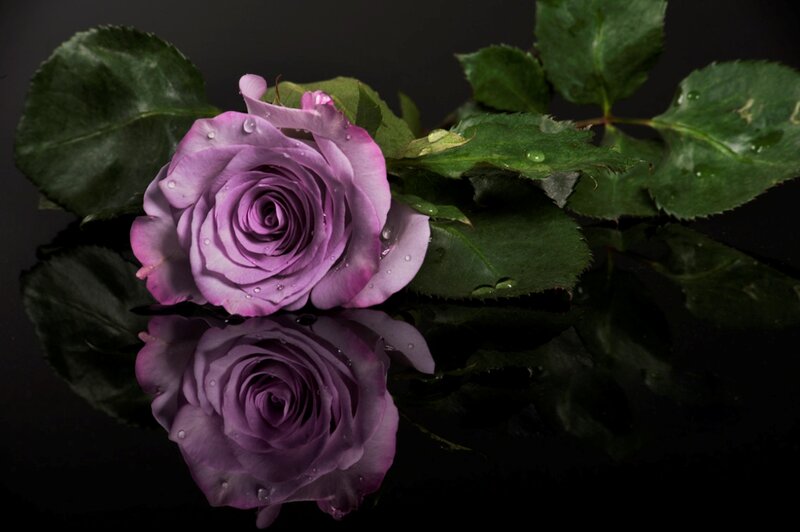 Purple Rose with Dew — Dramatic, Photograph, Leaves, Reflection
