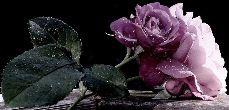 Purple Rose with Dew — Dramatic, Photograph, Leaves