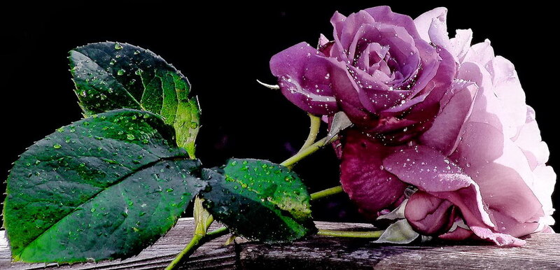 Purple Rose with Dew — Dramatic, Photograph, Leaves, Wooden Surface