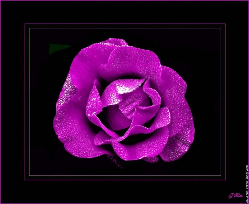 Purple Rose with Dew — Dramatic, Photograph