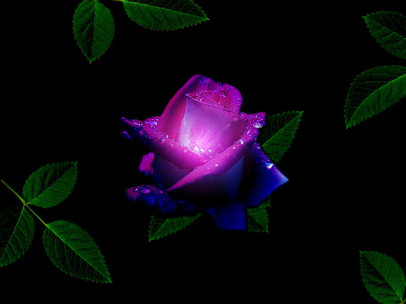 Purple Rose with Dew — Dramatic