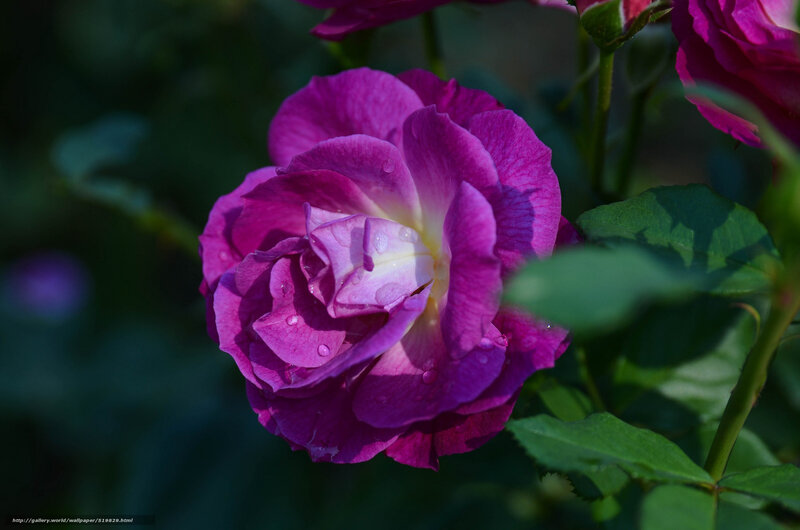 Purple rose with dew drops