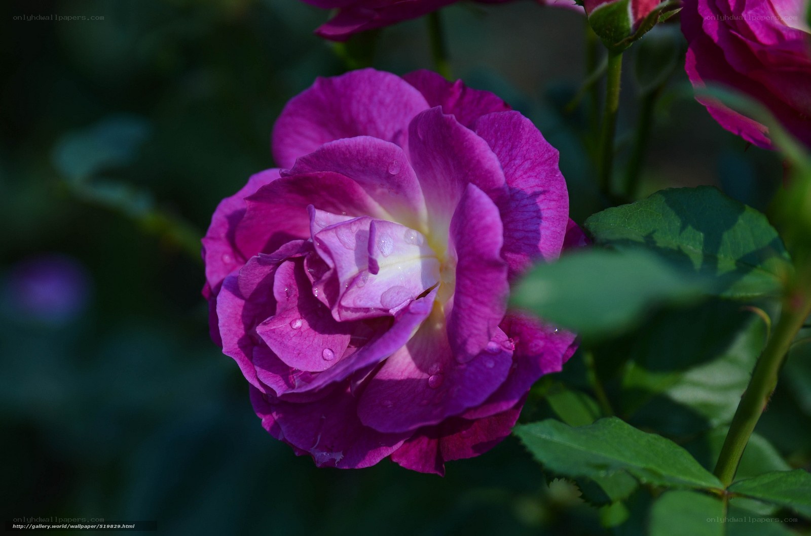 Purple rose with dew drops