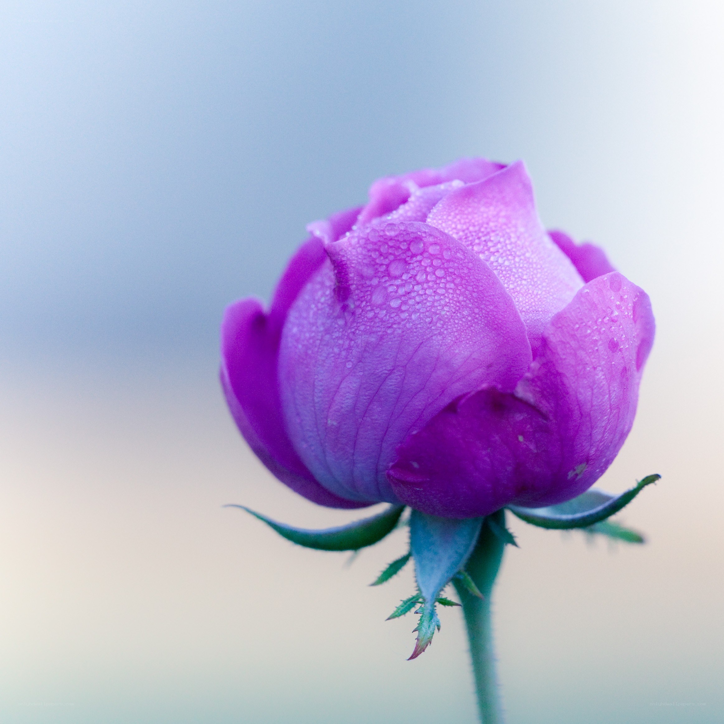 purple rose with dew drops