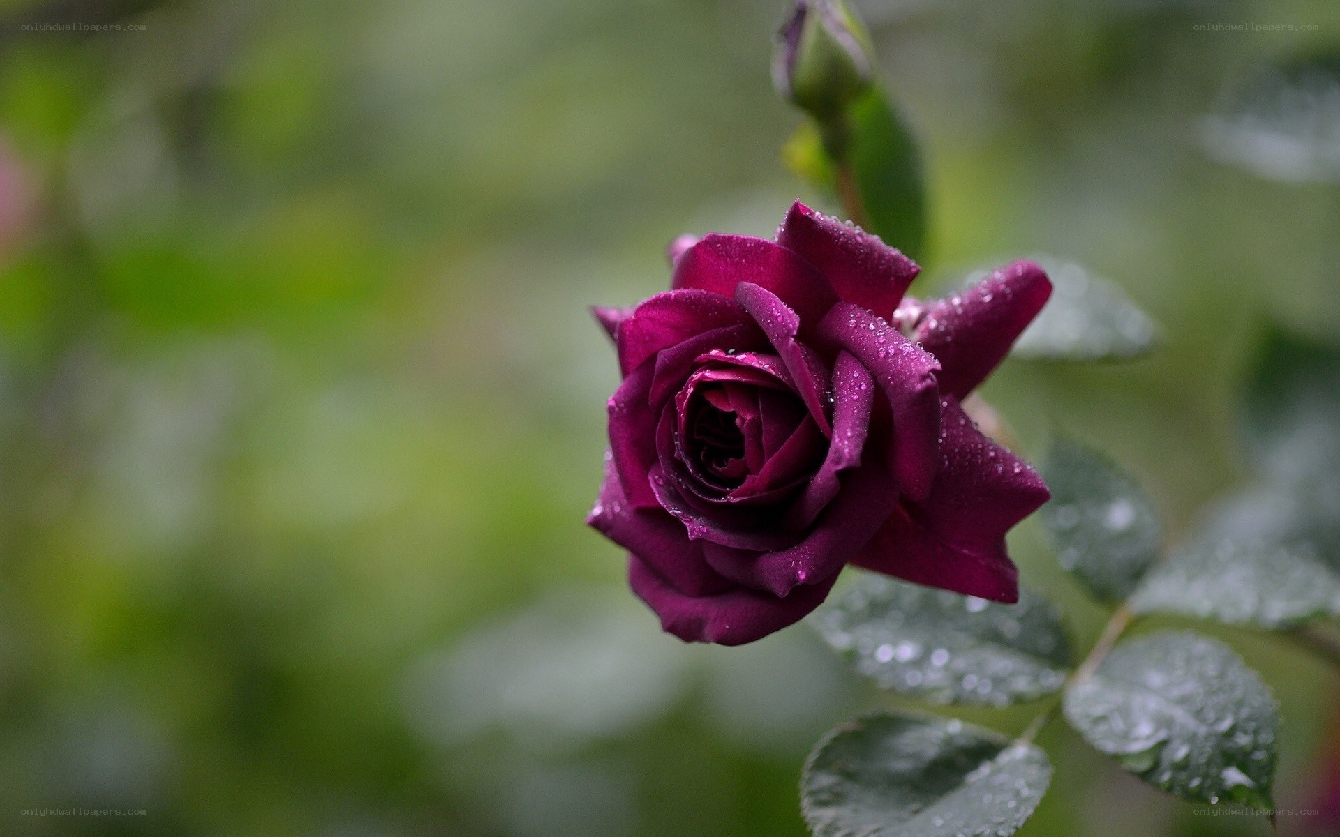 purple rose with dew drops