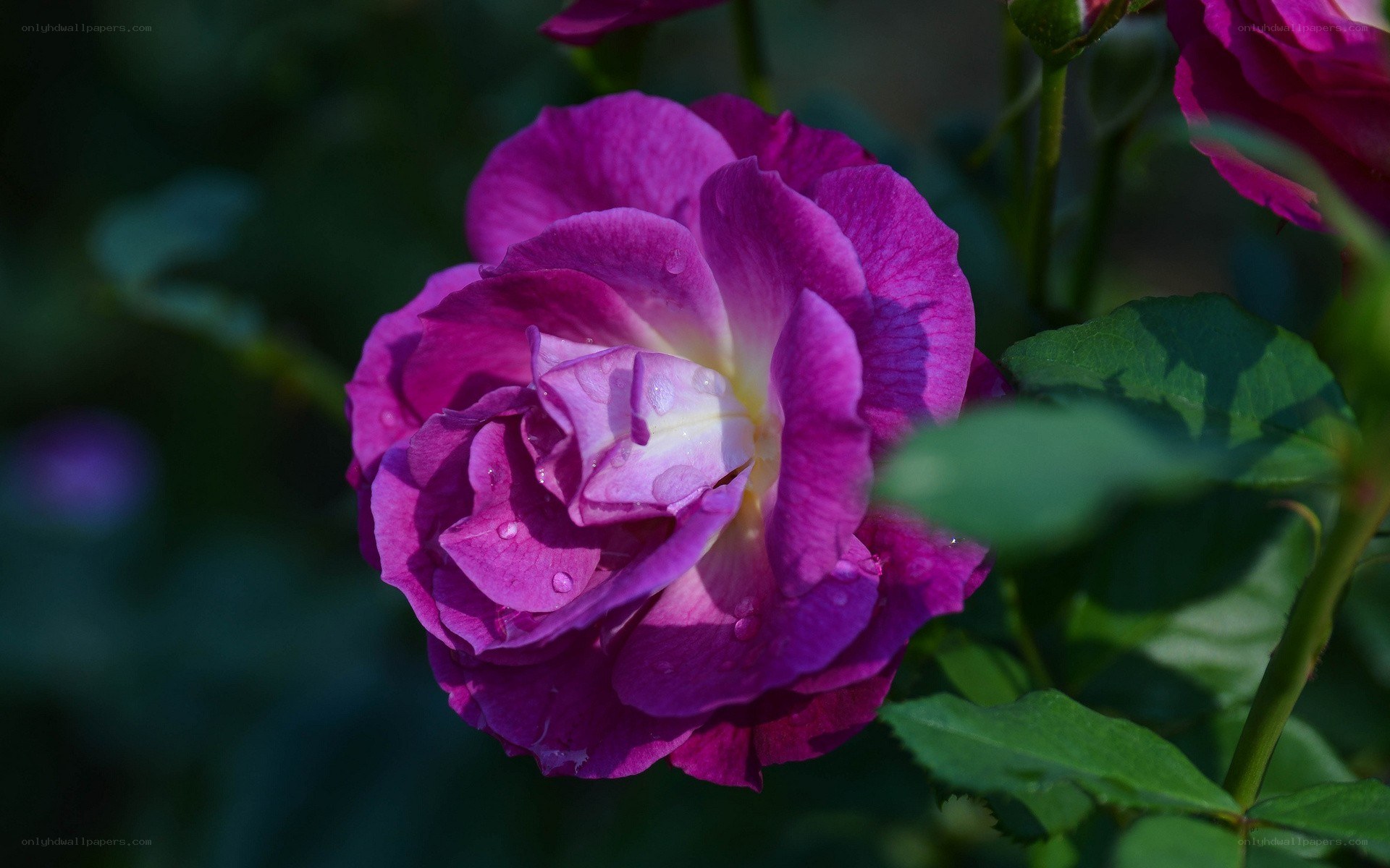 Purple rose with dew drops