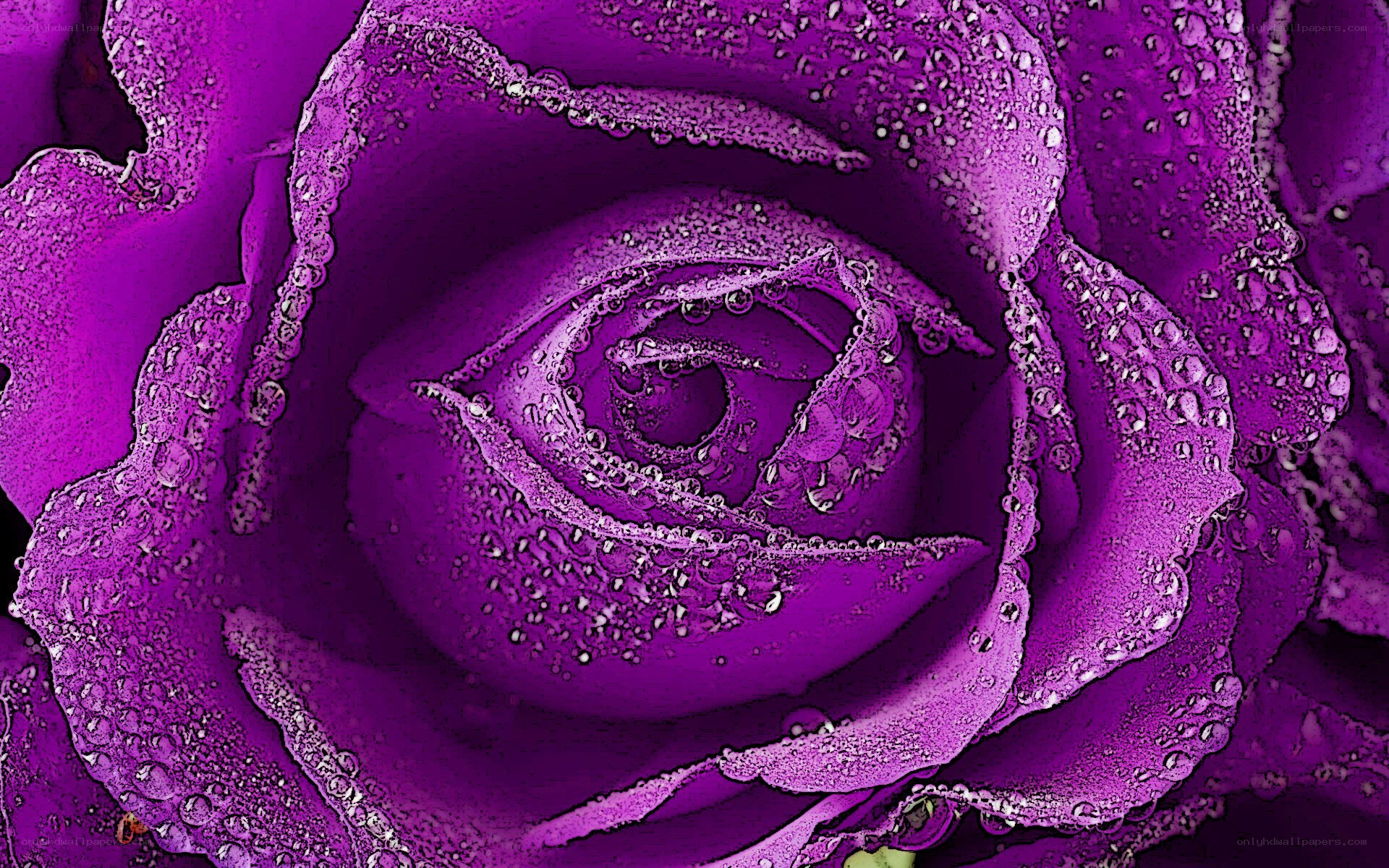purple rose with dew drops