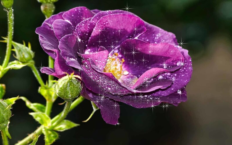 Purple rose with dew drops