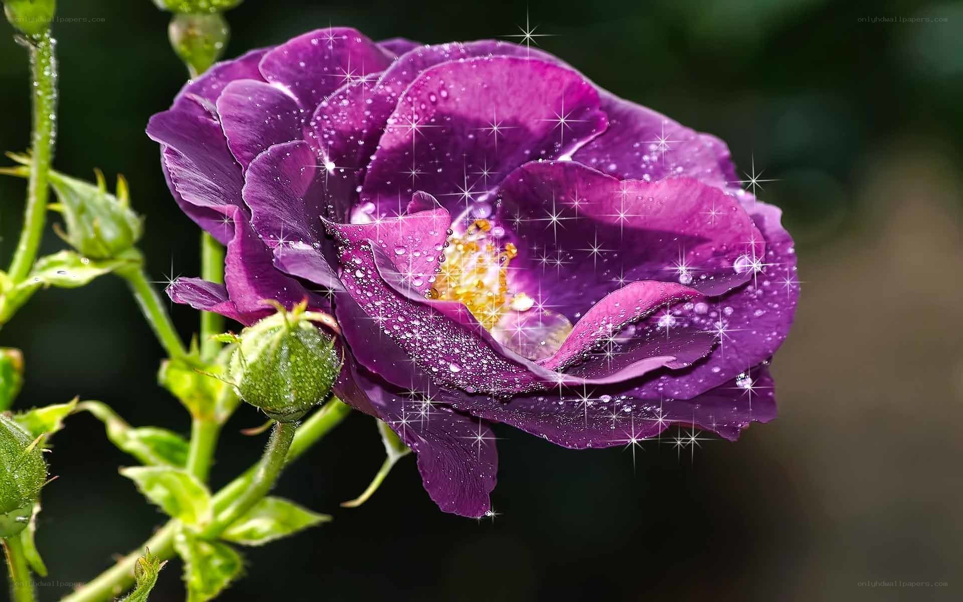 Purple rose with dew drops