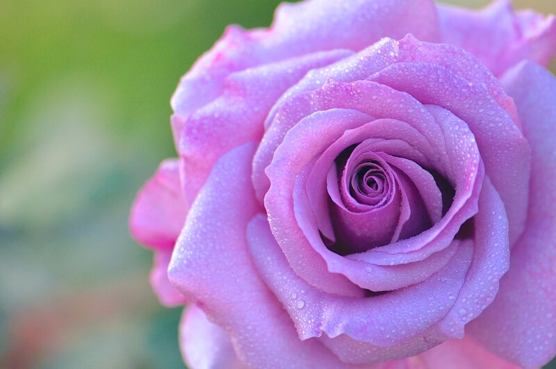 Purple rose with dew drops