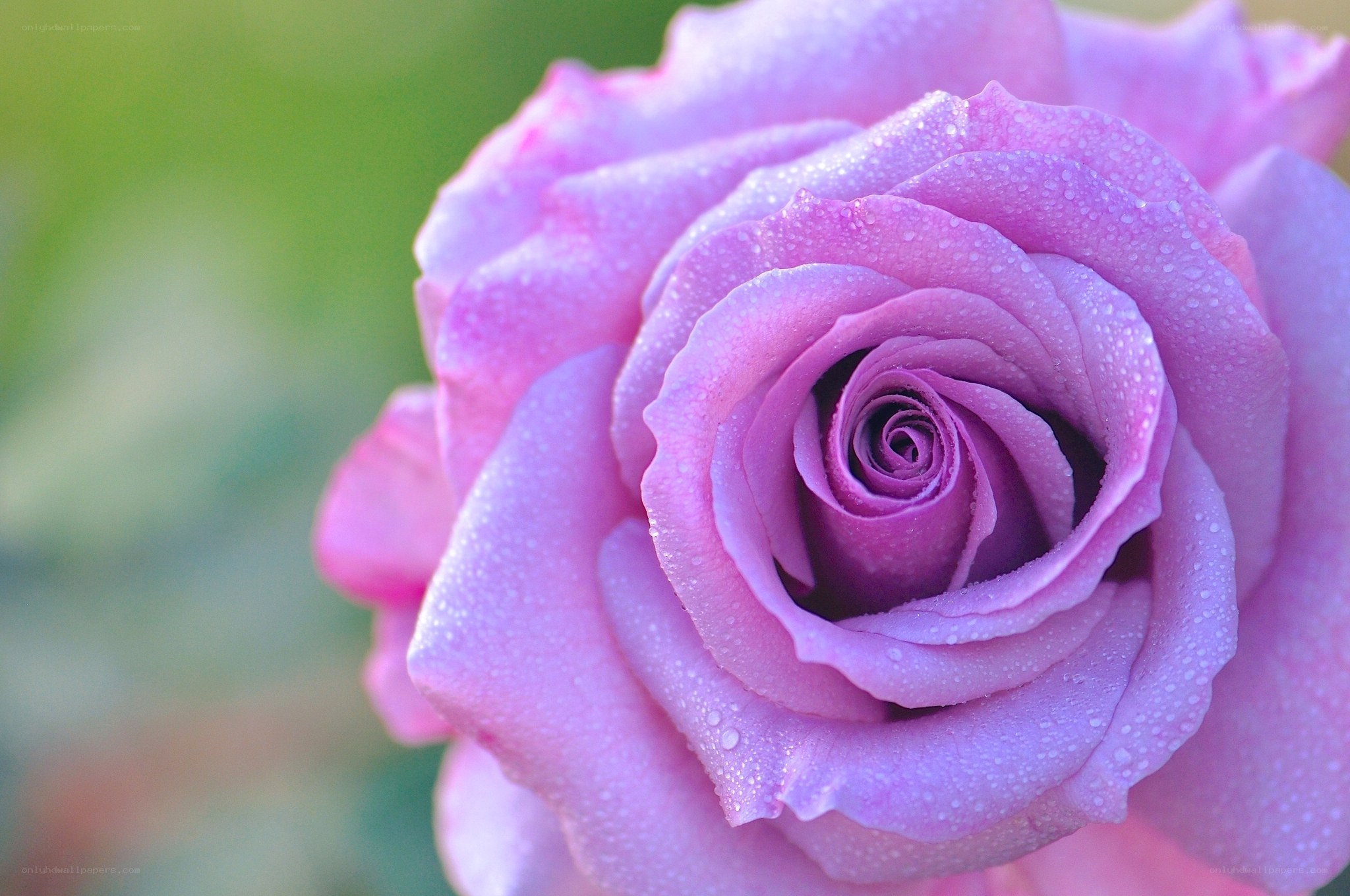 Purple rose with dew drops