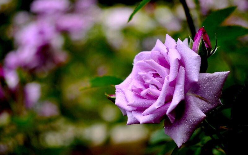 Purple Rose with Dew — Serene, Morning, Photograph, Dew Drops, Bud