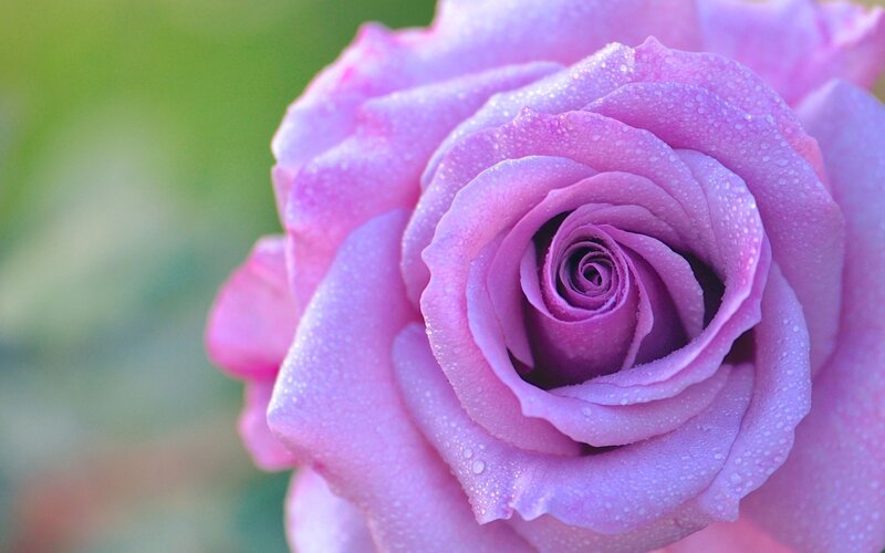 Purple Rose with Dew — Serene, Morning, Photograph, Dew Drops, Green Background