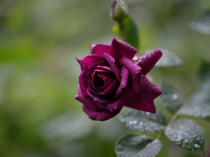 Purple Rose with Dew — Serene, Morning, Photograph, Dew Drops, Leaves