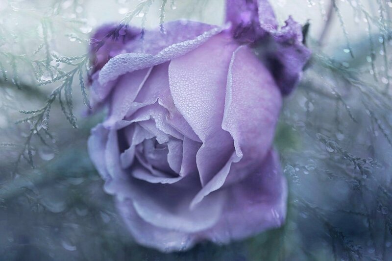 Purple Rose with Dew — Serene, Morning, Photograph, Foliage