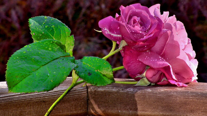 Purple Rose with Dew — Serene, Morning, Photograph, Leaves