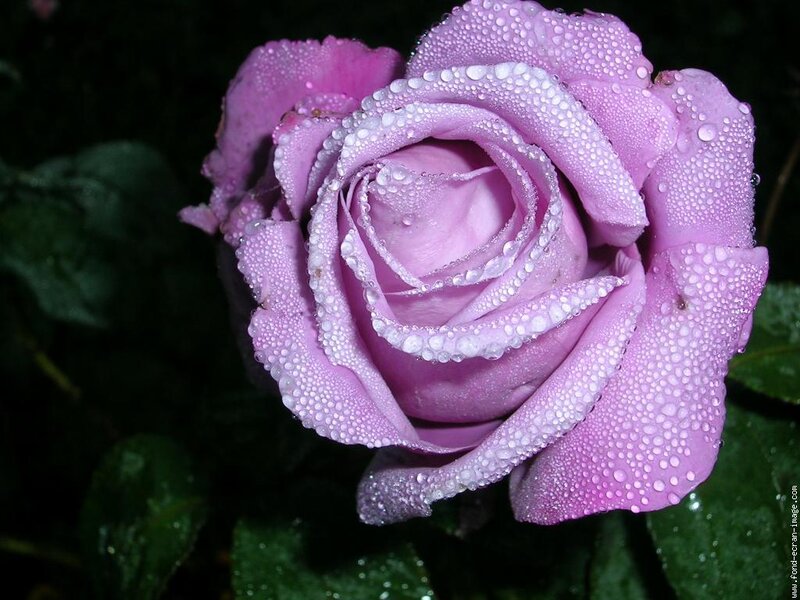 Purple Rose with Dew — Serene, Morning