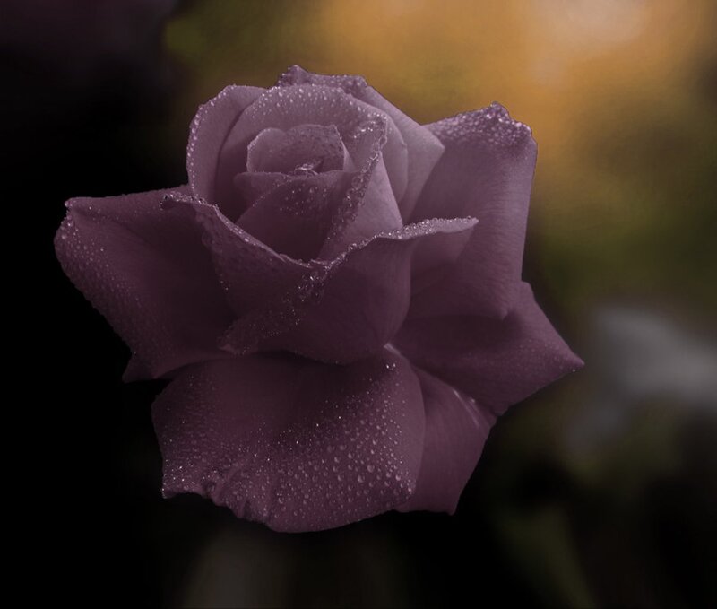 Purple Rose with Dew — Serene, Night