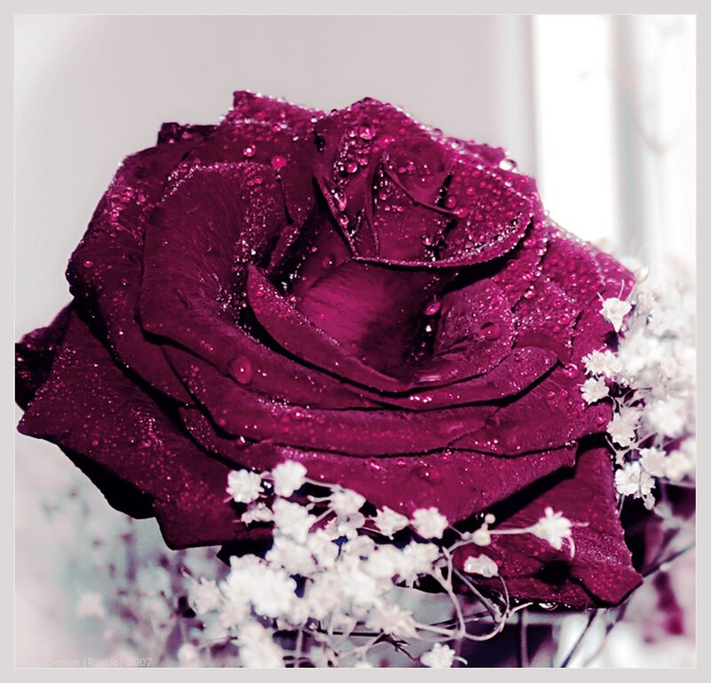 Purple Rose with Dew — Serene, Photograph, Dew Drops