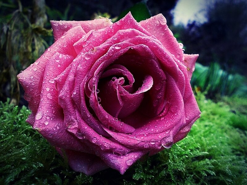 Purple Rose with Dew — Serene, Photograph, Moss