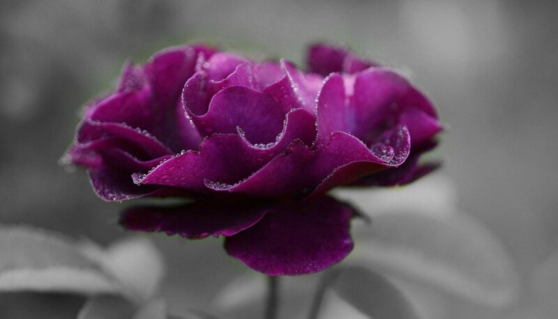 Purple Rose with Dew — Serene, Photograph, Petals