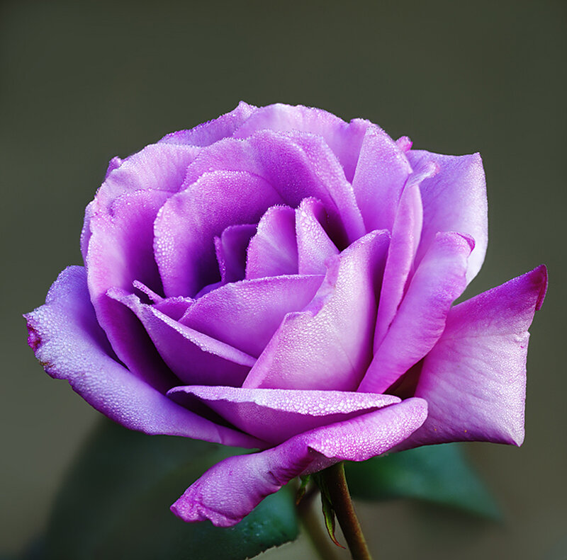 Purple Rose with Dew — Serene, Photograph
