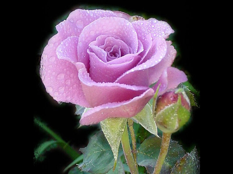 Purple Rose with Dew