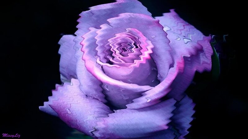 Purple Rose with Distortion