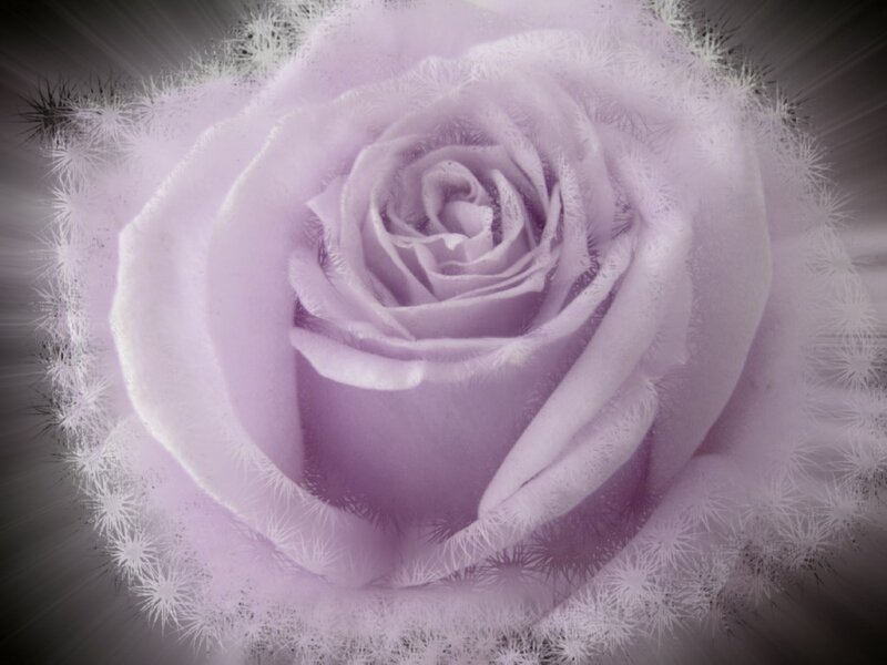 Purple Rose with Frost Effect
